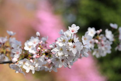 Close-up of pink cherry blossoms in spring