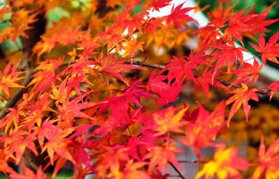 Close-up of maple leaves on plant during autumn