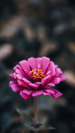 Close-up of pink flower