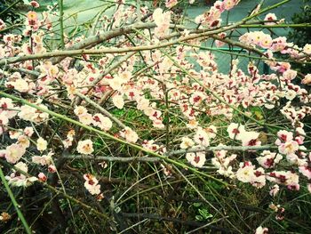 Close-up of flowers on branch