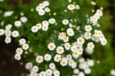 Close-up of white daisy flowers