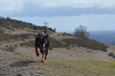 Doberman pinscher running on mountain against sky