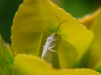 Close-up of insect on yellow flower