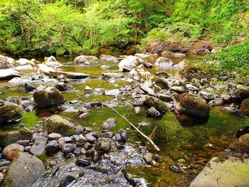 Plants growing on rocks in forest