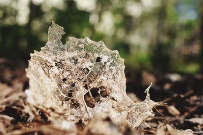 Close-up of lichen on tree in forest