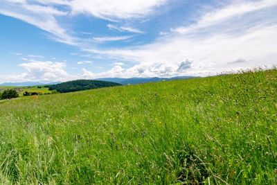 Scenic view of field against sky