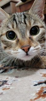 Just cute cat eyes