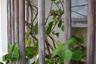 plant