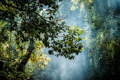 Low angle view of trees against sky during rainy season