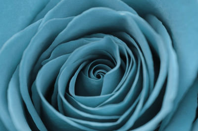 Full frame shot of white rose