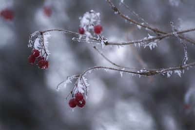 Close-up of frozen water drops on spider web