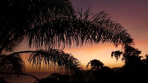 Low angle view of silhouette trees against sky at night