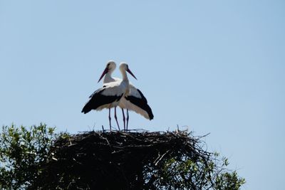 stork