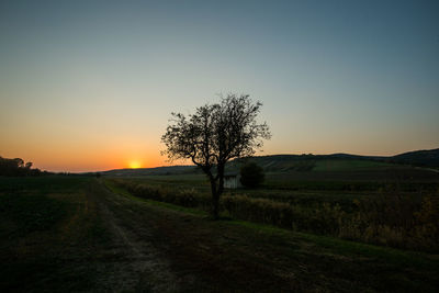 Scenic view of field against sky during sunset