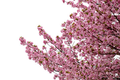 Low angle view of cherry blossoms in spring