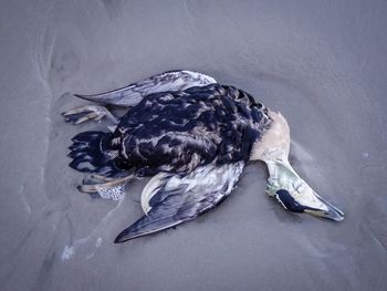 High angle view of a bird