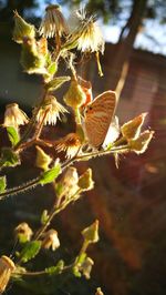 Close-up of insect on plant