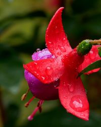 Close-up of water drops on red flower