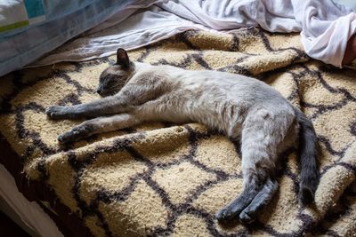 High angle view of cat sleeping on bed