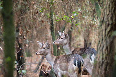 Deer in a forest