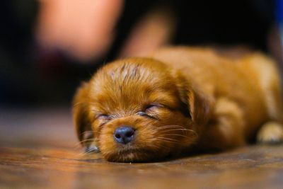 Close-up portrait of puppy relaxing
