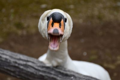 Close-up of bird