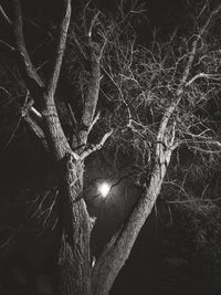 Illuminated tree in forest against sky at night