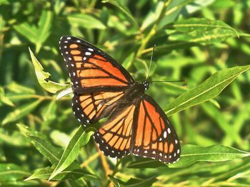 Butterfly pollinating flower