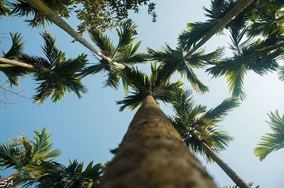 Low angle view of palm trees against sky