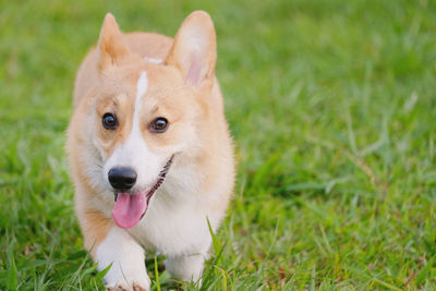 Close-up of dog on field