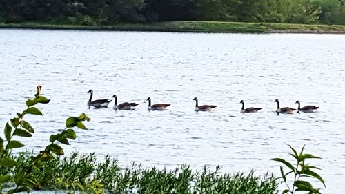 Bird flying over lake