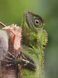 Close-up of a lizard on tree