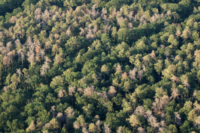 High angle view of tree in forest