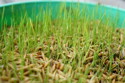 Close-up of grass in field