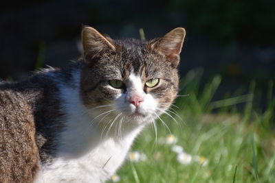 Close-up portrait of a cat