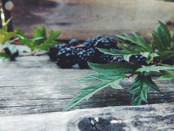 Close-up of leaves on wooden plant