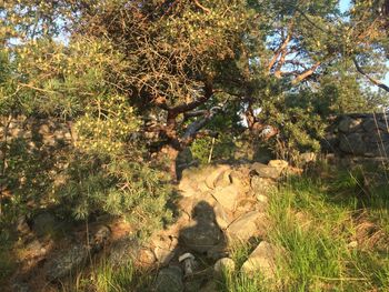 Plants growing on rocks