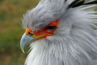 Close-up of secretary bird at tierpark berlin