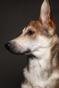 Close-up of a dog over black background