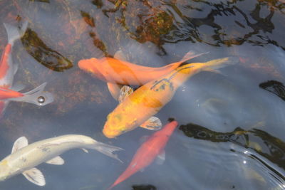 High angle view of koi carps swimming in pond