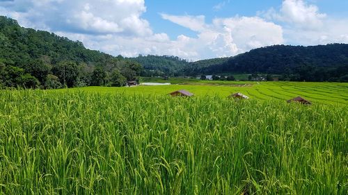 Scenic view of agricultural field against sky