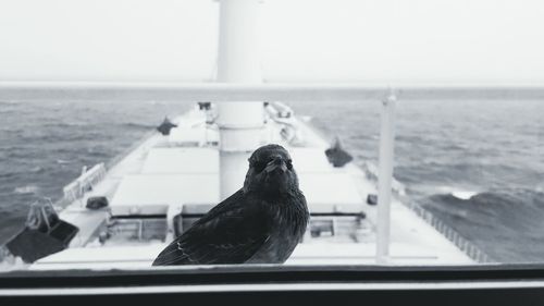 Close-up of bird perching on railing against sea