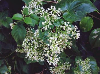 Close up of plants