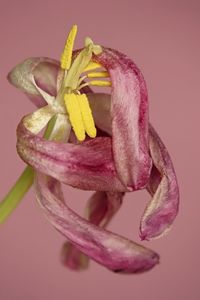 Close-up of fresh pink flower against white background