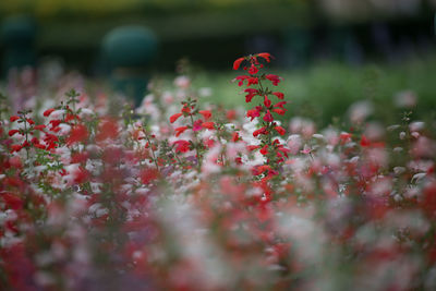 Close-up of red flowering plant in field