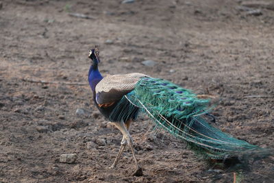 Side view of a peacock