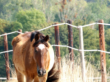 Horse in pen