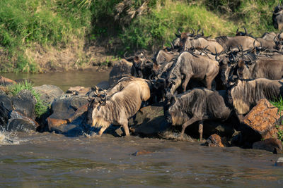 Blue wildebeest