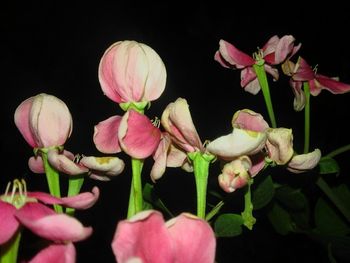 Close-up of pink flowers over black background