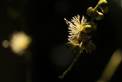 Close-up of yellow flowering plant